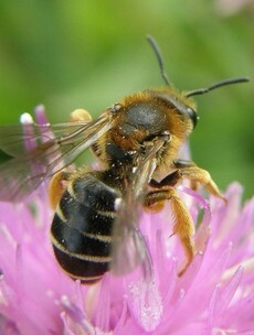 Ireland's bees are in danger, but here's the plan that could save them