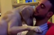 Take a break and watch this dog beg his owner for forgiveness after making a mess
