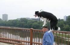 13 times animals showed their humans who was boss