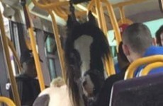 Someone brought a horse on the Luas today