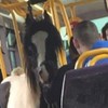 Someone brought a horse on the Luas today