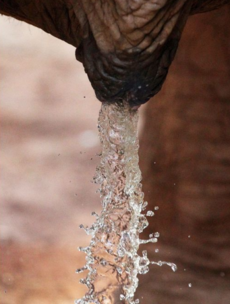 Humans spend as much time peeing as elephants do