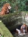 This dog watched over her friend for a week after she got trapped