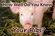 How Well Do You Know Your Pigs?