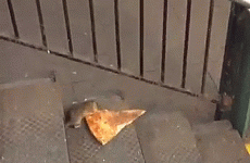 The internet has a new hero and his name is 'Pizza Rat'
