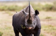 An Irish man has been extradited to the US for trafficking rhinoceros horns