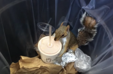 Move over Pizza Rat - Milkshake Squirrel is the hero the internet actually needs
