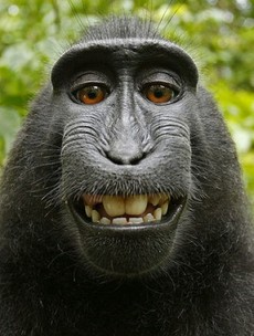 Photographer back in court over monkey selfie