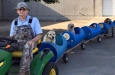 The internet has fallen in love with this old man who built a ‘dog train’ for rescued pups