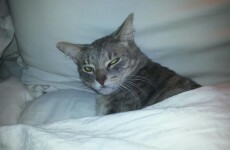 16 times cats proved themselves to be absolute a**holes