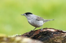 Birds are choosing England over Spain because they prefer the food
