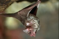 Bats have accents, say scientists