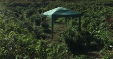 A hidden 'forest of cannabis' was found in London