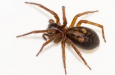 Ireland's most venomous spider is on the increase and is heading indoors out of the cold