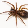 Ireland's most venomous spider is on the increase and is heading indoors out of the cold