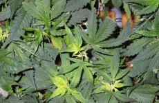 Government considers approval of cannabis-based drug