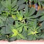 Government considers approval of cannabis-based drug