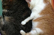 Spooning is actually really good for you -- here are 5 convincing reasons why