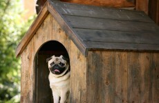 Family pet has lucky escape after $10k worth of cannabis falls from the sky