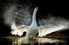 PHOTOS: Swan flies through woman's windscreen 'like a bomb'