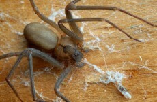 Man to sue airline after flesh-eating spider bite caused his leg to 'burst open'