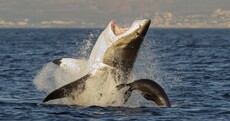 After a string of 'unprecedented' attacks, Australia is getting tough with sharks