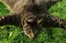The artist who turned his dead cat into a drone is building a helicopter out of a cow