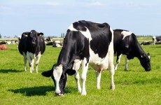 Case of BSE identified in dead cow in Wales