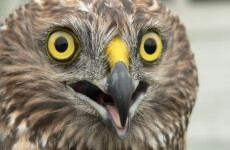 Claims that it could harm this bird have been thrown out, and a Tipp wind farm's going ahead