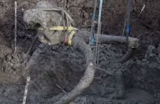 Farmer digs up what he thinks is fence post - turns out to be wooly mammoth
