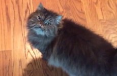 11 animal Vines that will make you smile every time