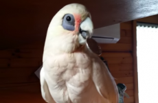 This parrot is going viral after throwing an absolute whopper of a tantrum