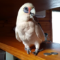 This parrot is going viral after throwing an absolute whopper of a tantrum