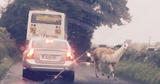 That loose llama in Offaly still hasn't been tracked down