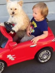 Watch a dog drive a little boy around in a toy car