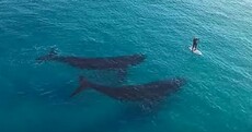 Incredible drone footage shows paddle-boarder meeting up with two friendly whales