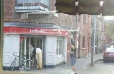 9 times horses thought they were one of us