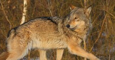 Check out these amazing photos of the wildlife thriving in Chernobyl's fallout zone