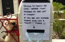 This dog wouldn't stop barking at people, so his owner came up with a genius plan