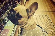 12 people you're bound to see while doing the Big Shop