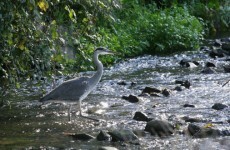 Wild Atlantic salmon return to the Tolka River after 100 years