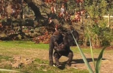 Baby gorilla born at Dublin Zoo