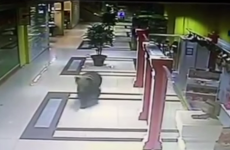 Watch: Wild bear goes on rampage in Russian shopping centre