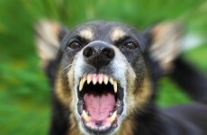 Gang of youths 'laughed and cheered' as they set two dogs on a kitten
