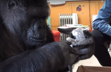 This gorilla and a kitten becoming best friends is beyond adorable