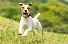 Man who violently killed dog in park full of children avoids jail