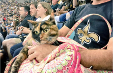 A man brought his cat to a match, and he's the internet's new hero