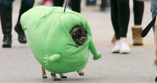 Can you make it through these pet costumes without squealing?
