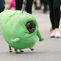 Can you make it through these pet costumes without squealing?