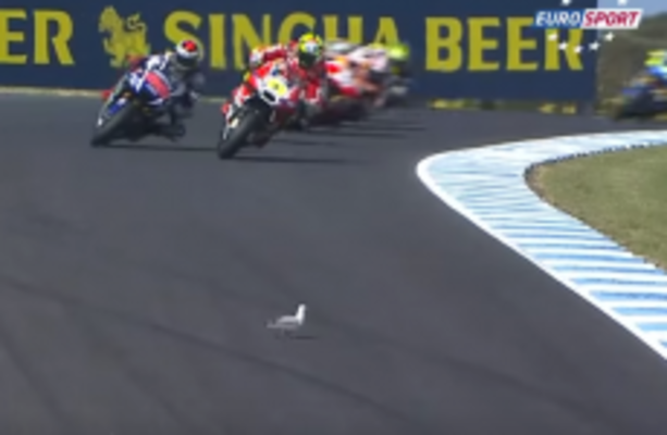 A seagull wandered onto a Moto GP track today and it didn't end well